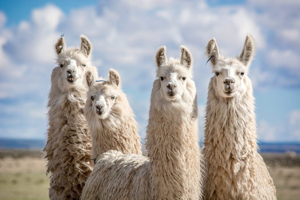Meta olha para o domínio do LLM com os novos modelos Llama 3