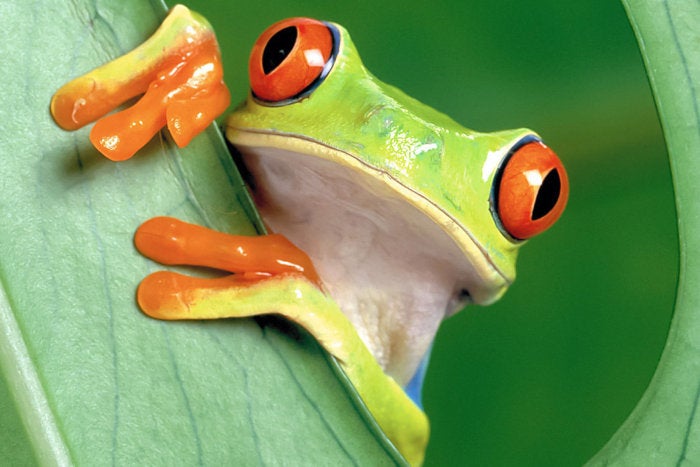 IA usada extensivamente para segurança, mas não para codificação, descobriu a pesquisa JFrog