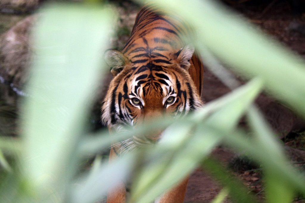 Como o TigerGraph CoPilot permite IA aumentada em gráficos