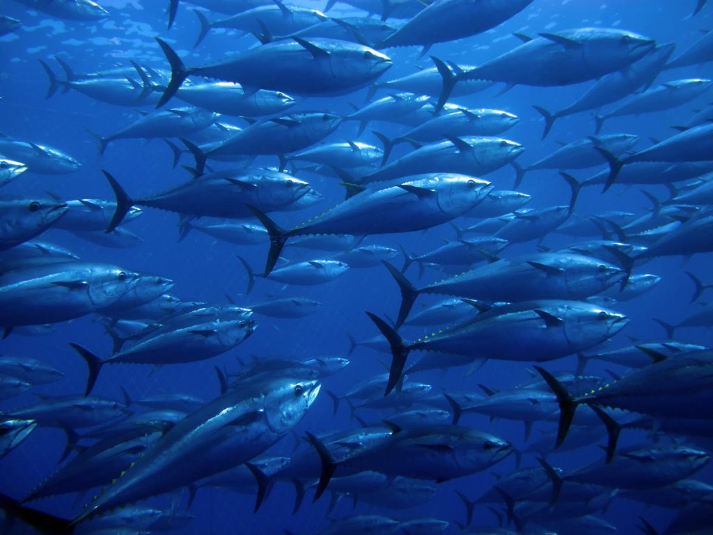 Projeto Bluefin e o futuro dos sistemas operacionais