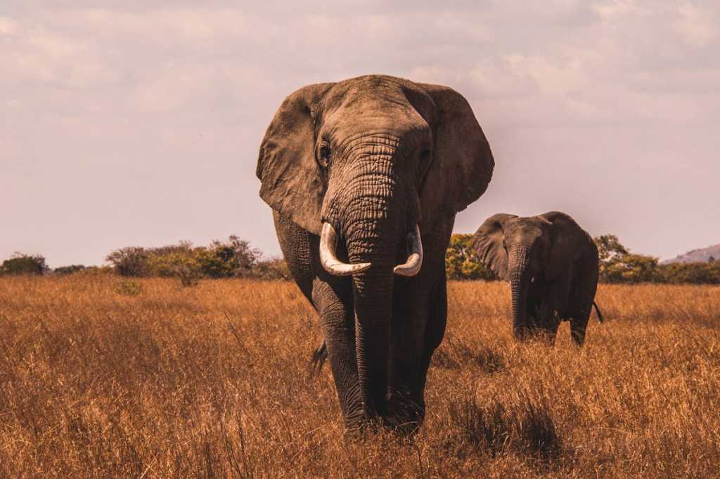 Tutorial do PostgreSQL: Introdução ao PostgreSQL 16