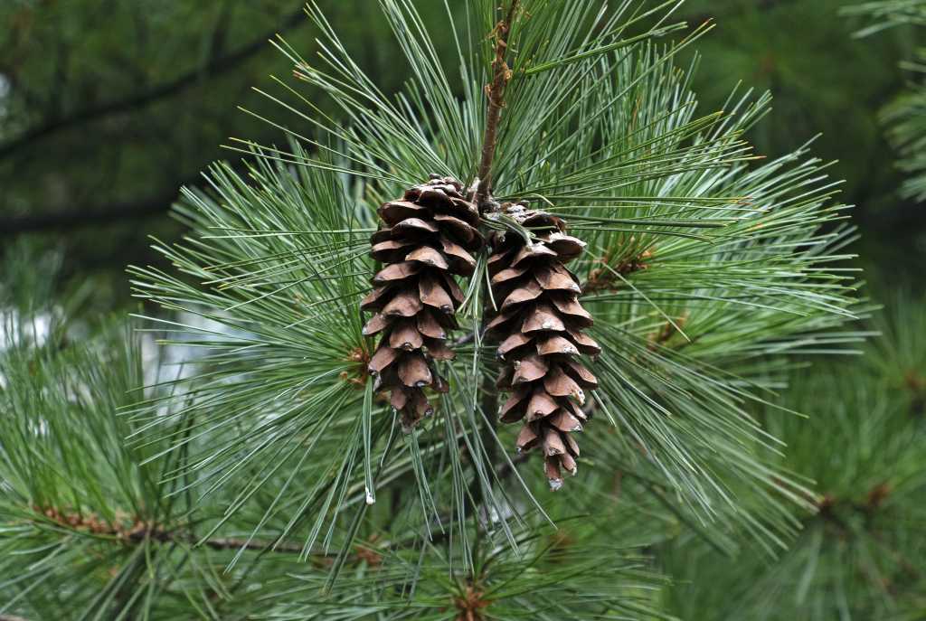 Usando o banco de dados de vetores Pinecone no .NET