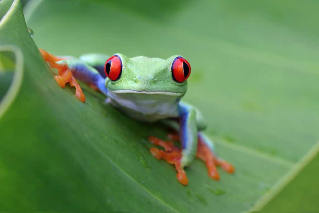 A plataforma JFrog adiciona segurança de tempo de execução para contêineres