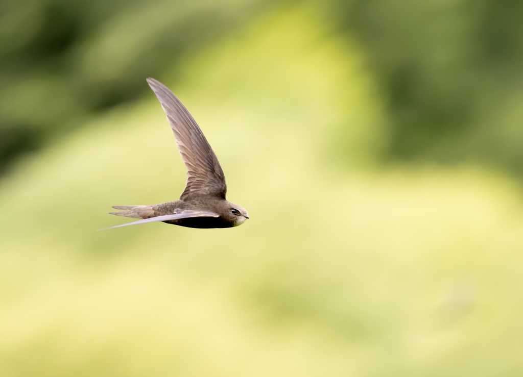O Swift 6 chega com simultaneidade aprimorada e segurança de corrida de dados