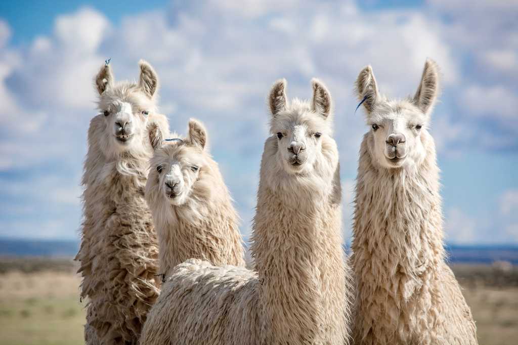 Meta apresenta distribuições Llama Stack para construção de aplicativos LLM