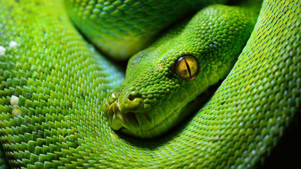 O que você precisa saber sobre o intérprete mais rápido do Python 3.14