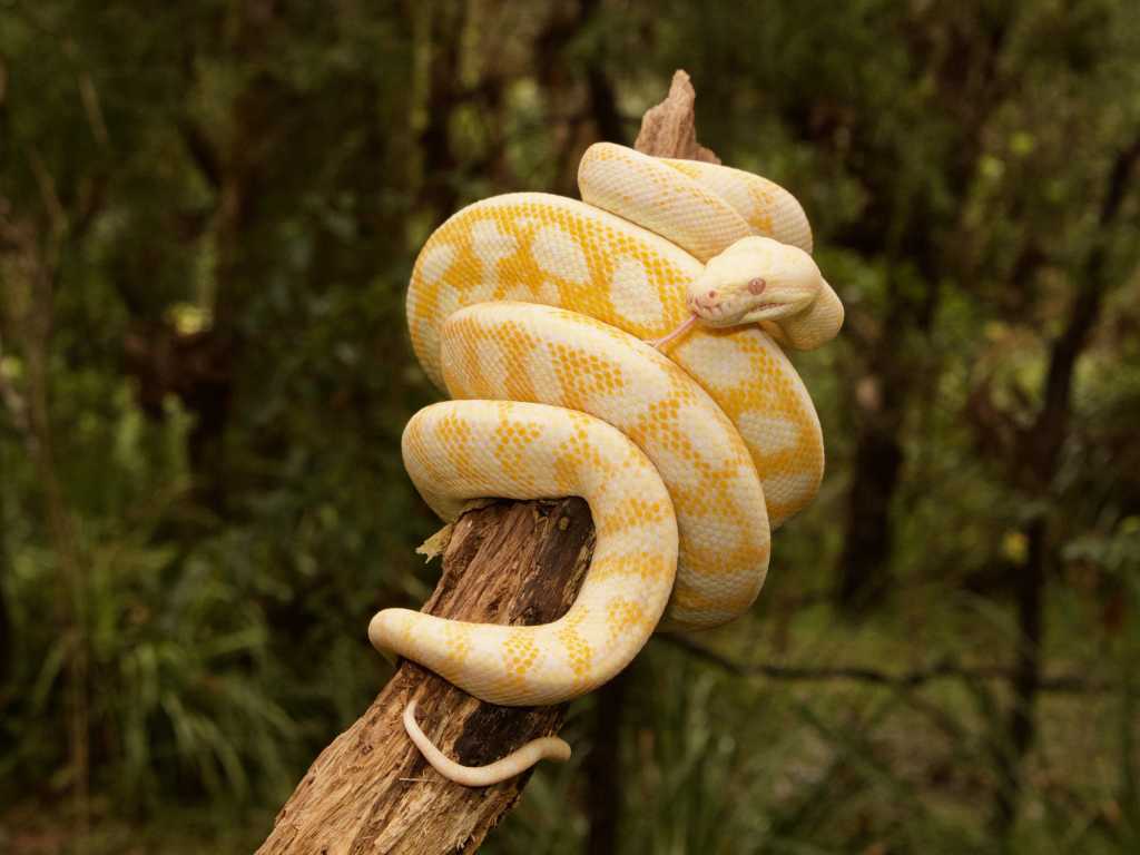 Popularidade Python impulsionada pelos assistentes de codificação de IA – Tiobe