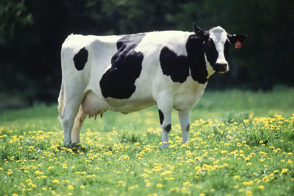 O código é um caminho de vaca?