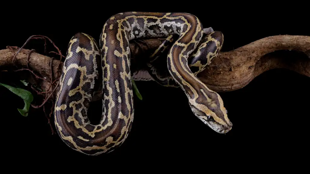Migrando Python para Rust com Claude: O que pode dar errado?
