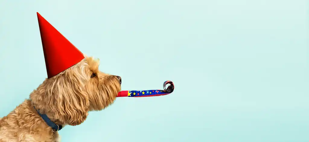 Cute dog wearing a red party hat against a light-blue background, celebration theme.
