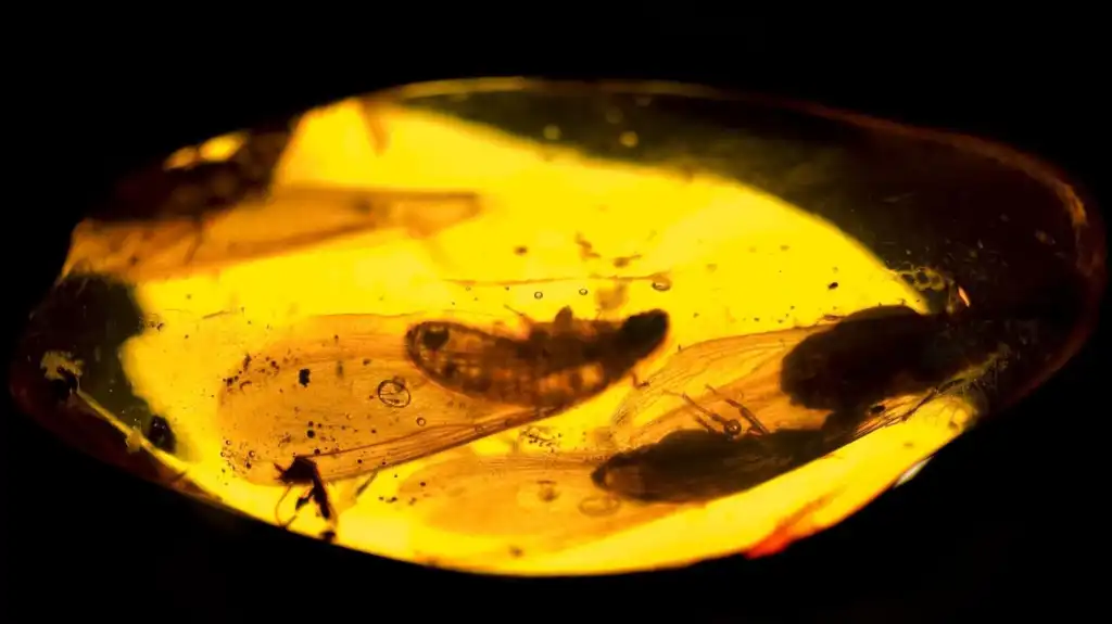 genuine amber with insects fossil museum Bathurst Australia
