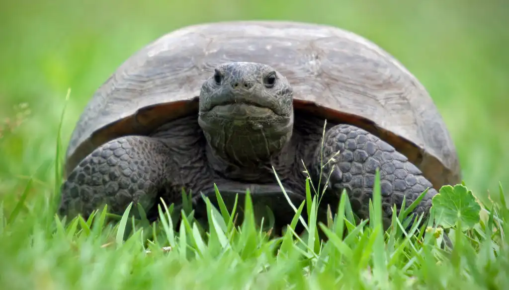 Florida Gopher Tortoise