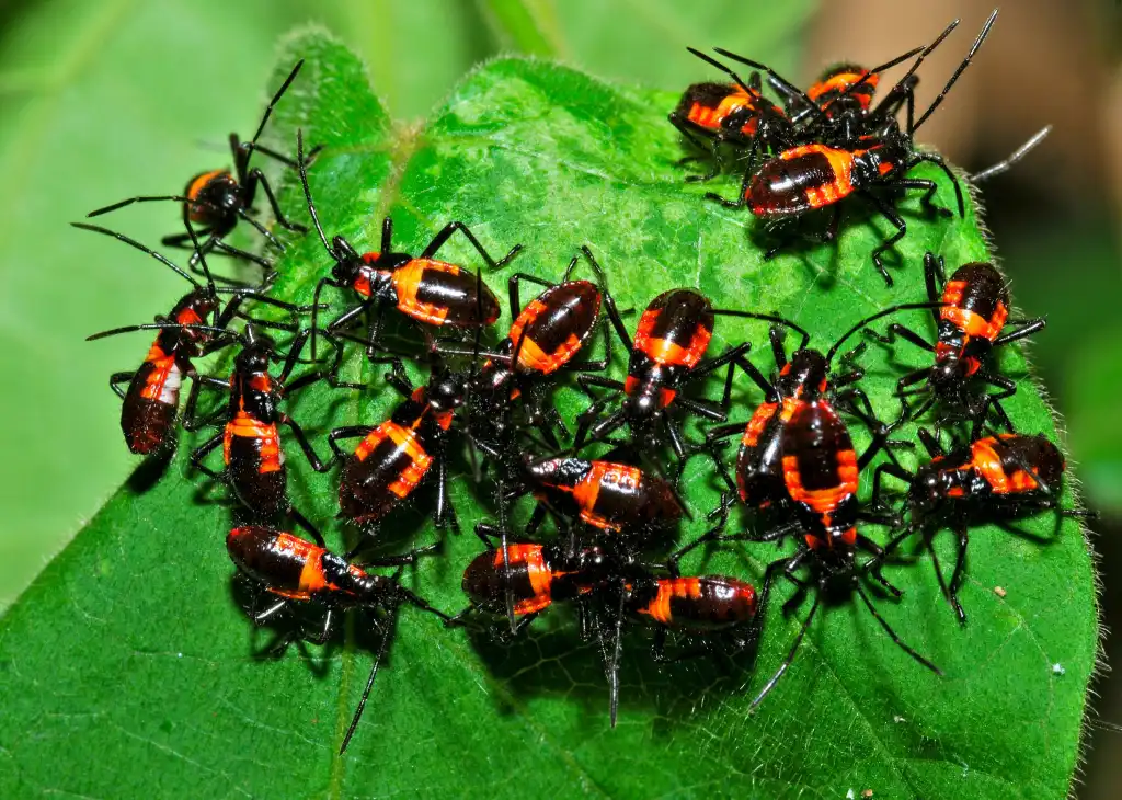 red bugs