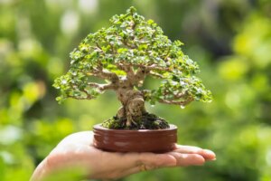 Executei o pequeno modelo Bonsai em minha pequena GPU. Veja como foi o desempenho