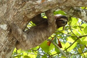 Prática com Unsloth Desktop, para executar e treinar LLMs localmente