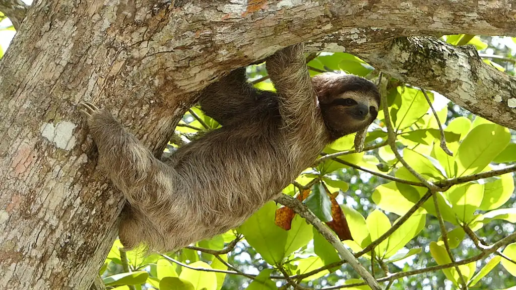 Sloth hanging from tree