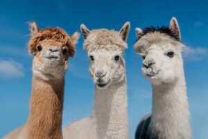 Como obter melhores resultados de LLMs locais com Ollama